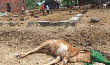 गौशाला पर दिखा मौत का मंजर ,प्रशासन अनजान