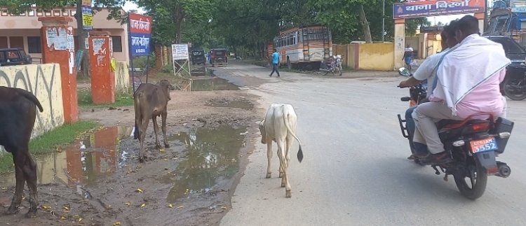 बिरनो थाने के समीप आवारा पशु दे रहे दुर्घटना को दावत