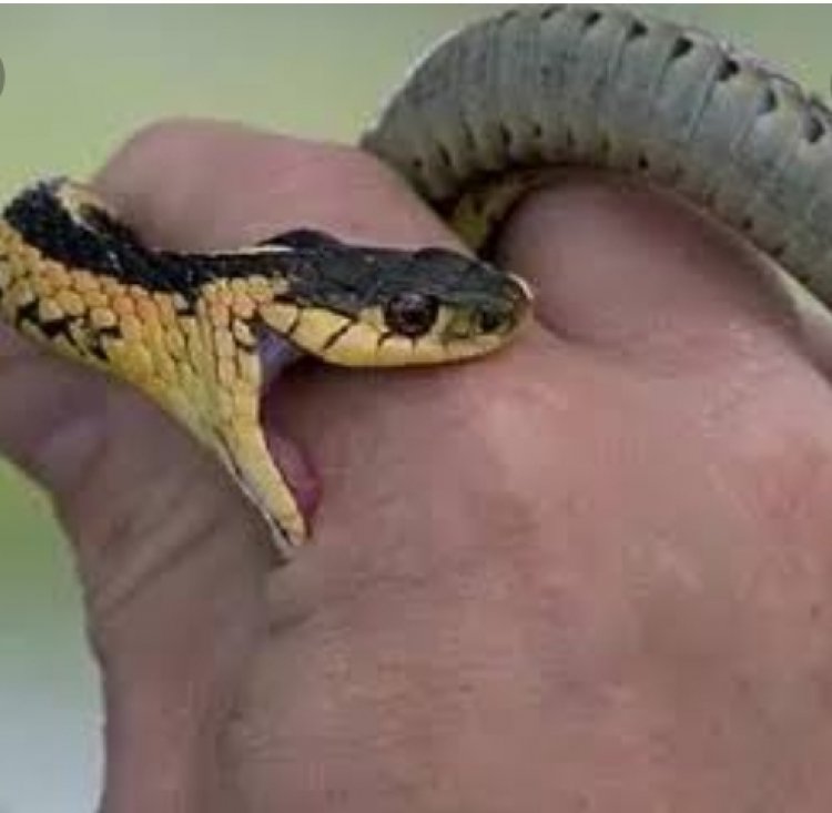 सांप के काटने से किसान की मौत