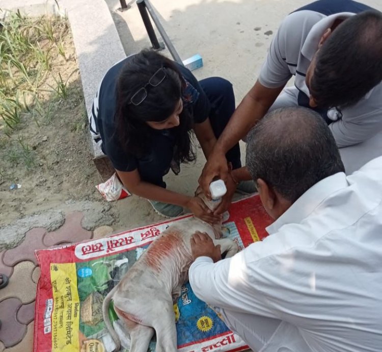 गौ माता और नवजात बच्चे को समय से चिकित्सा और उपचार प्रदान कराया