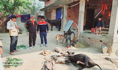 अज्ञात कारणों से लगी आग तीन मवेशी की जलकर हुई मौत, दो बुरी तरह झुलसी