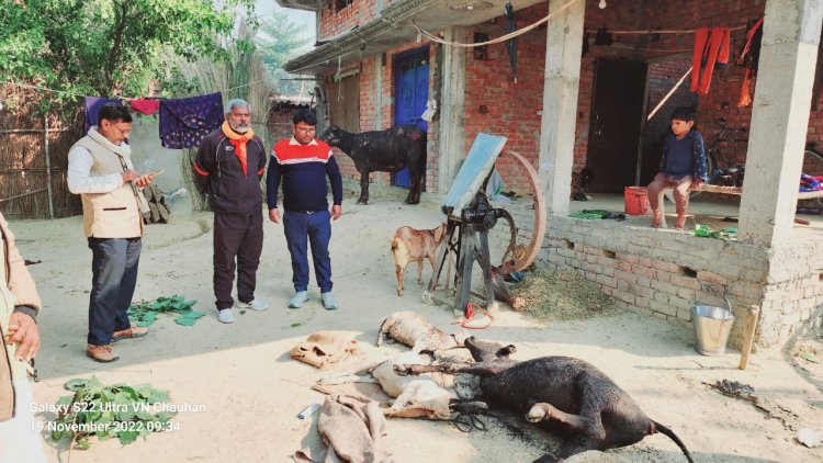 अज्ञात कारणों से लगी आग तीन मवेशी की जलकर हुई मौत, दो बुरी तरह झुलसी