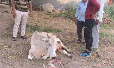 गाय के पेट से बच्चा निकालकर बचाई जान वेद नागर