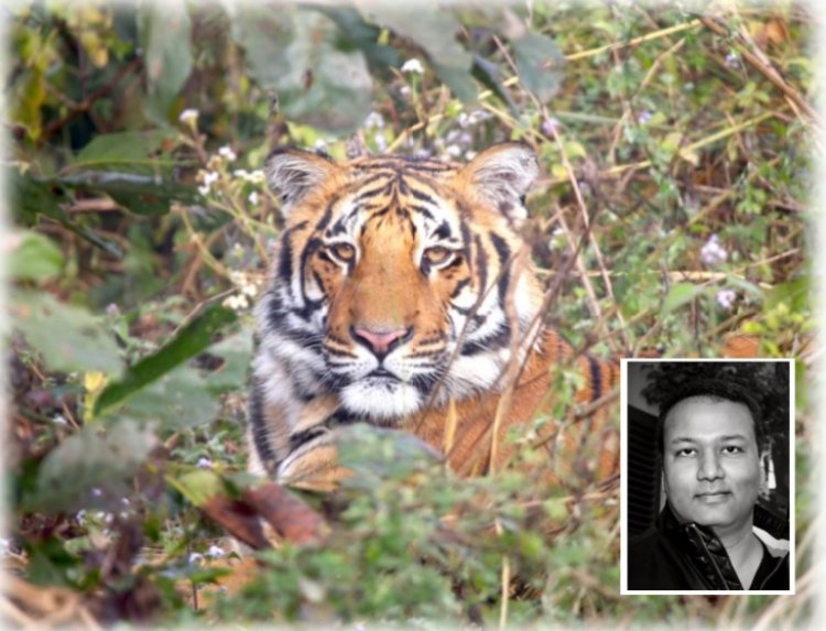 विश्व में बाघों की राजधानी - भारत