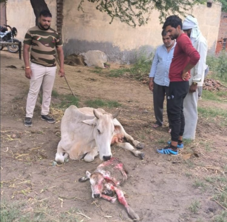 गाय के पेट से बच्चा निकालकर बचाई जान वेद नागर