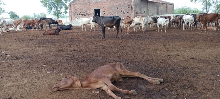 अस्थाई गौशाला पर मृत गौवंशों को निवाला बना रहे कौवे 
