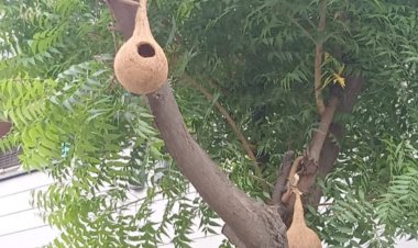 गौरैया सहित अन्य छोटी चिड़ियों के पुनर्वास को बढ़ावा देने के लिए लगाए घोंसले