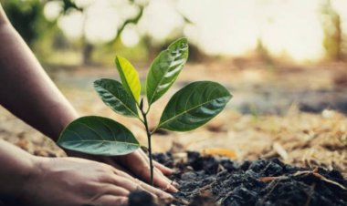 गौतमबुद्धनगर में वृक्षारोपण बना जन आंदोलन