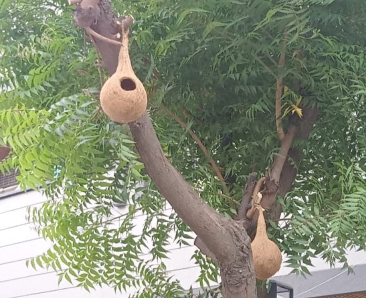 गौरैया सहित अन्य छोटी चिड़ियों के पुनर्वास को बढ़ावा देने के लिए लगाए घोंसले