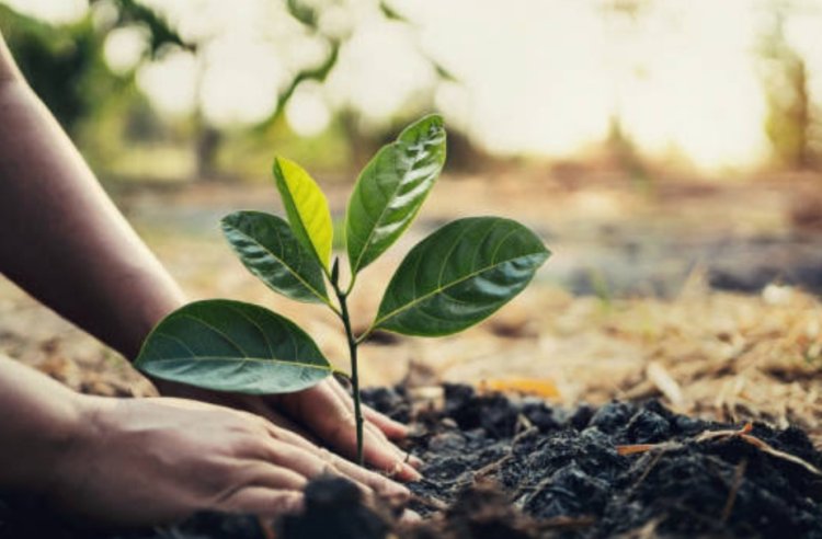 गौतमबुद्धनगर में वृक्षारोपण बना जन आंदोलन