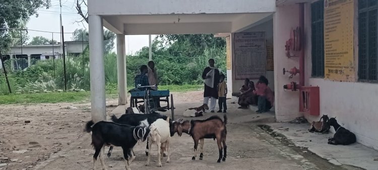 बिरनो सामुदायिक स्वास्थ्य केंद्र बना चारागाह