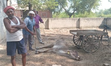 गौशाला में हो रही गौ माता की दुर्दशा जिम्मेदार मौन