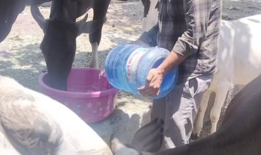 युवा शक्ति द्वारा गायों और जानवरों को कड़ी गर्मी में चारा और पानी का वितरण: एक पहल