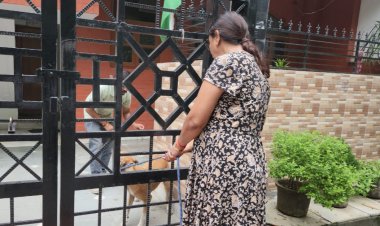 सेक्टर 11 स्ट्रीट डॉगस का हुआ टीकाकरण