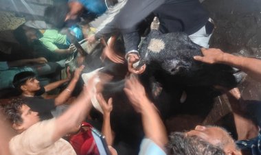 बिजली का करंट लगने की वजह से गोवंश की मृत्यु