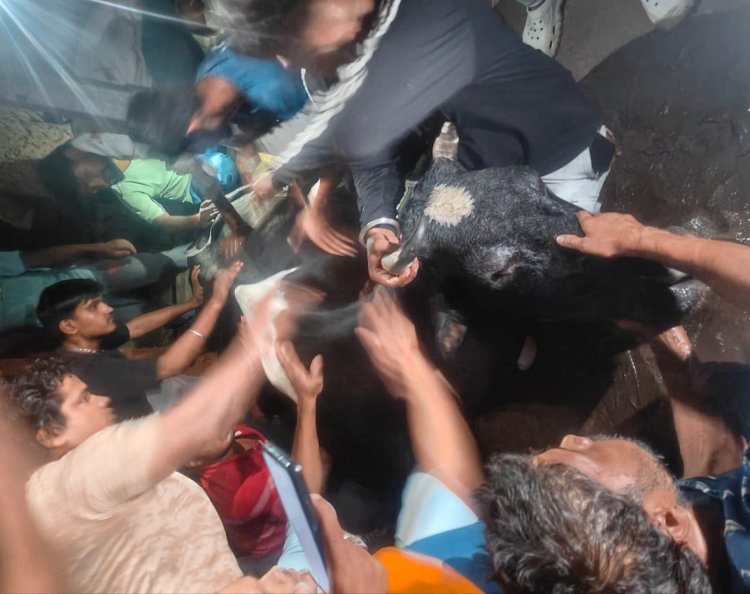 बिजली का करंट लगने की वजह से गोवंश की मृत्यु