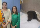 शौर्य (डोगी) को गोली मारने वाला आरोपी शमी गिरफ्तार, न्यायिक हिरासत में भेजा गया