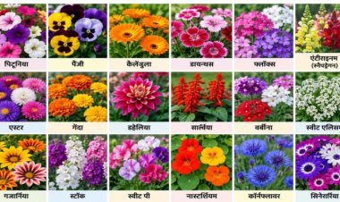 सर्दियों में फूलों से महकेगा घर-आंगन, अक्टूबर से ही शुरू करें तैयारी - रश्मि कुमारी (उ‌द्यान विशेषज्ञ)